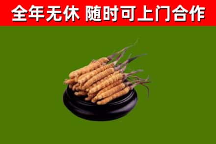 克拉玛依烟酒回收冬虫夏草.jpg